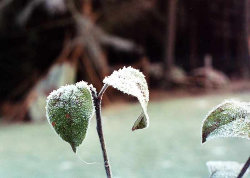 gefrorene Blätter